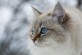 Animal lovers. Beautiful Siberian cat as a home pet. Kids playing with cat.